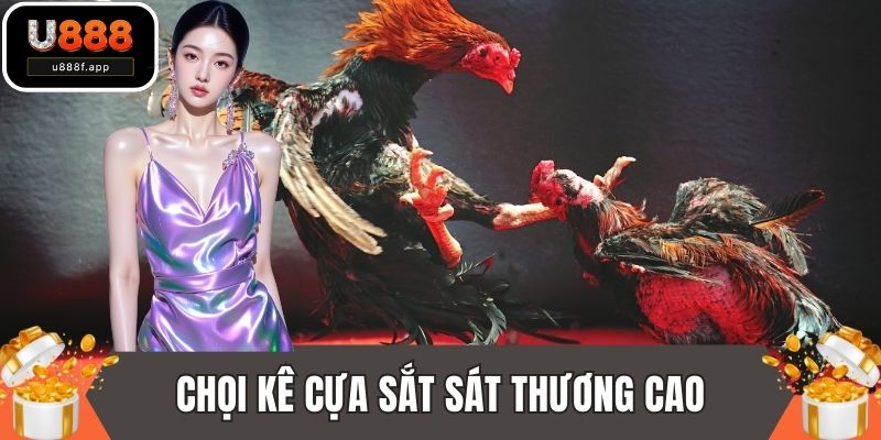 Chọi kê cựa sắt sát thương cao