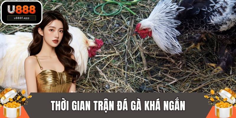 Thời gian trận đá gà khá ngắn