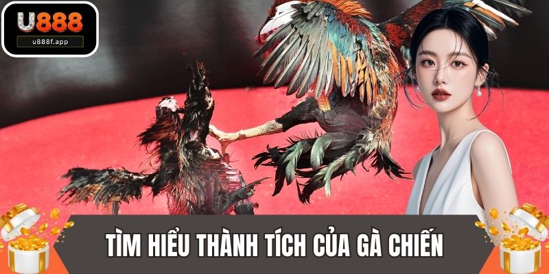 Tìm hiểu thành tích của gà chiến