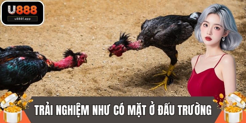 Trải nghiệm như có mặt ở đấu trường